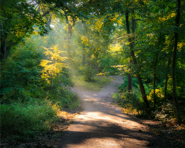 two paths in a forest
