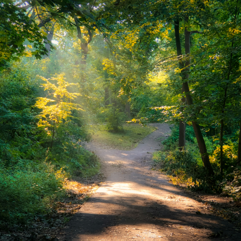 two paths in a forest